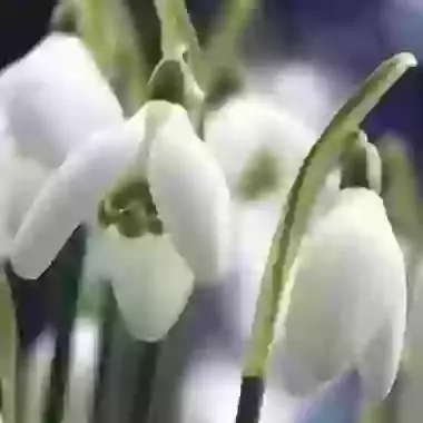 Nivalis